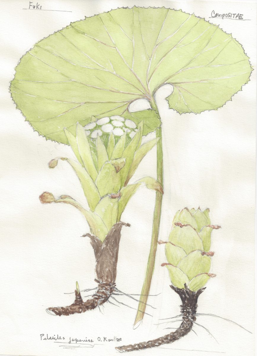 Work by Steve Sunao Shigematsu
